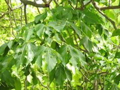 Gyrocarpus jatrophifolius