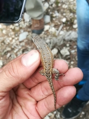 Sceloporus parvus