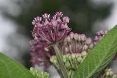 Asclepias