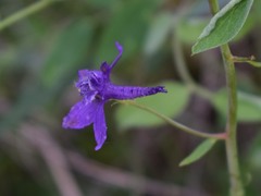 Delphinium decorum