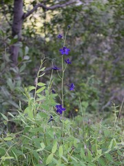 Delphinium decorum