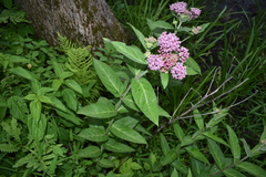 Asclepias