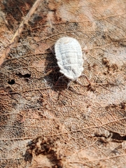 Coelostomidia