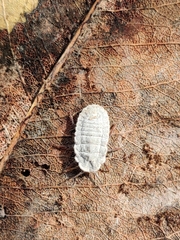 Coelostomidia