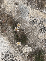 Ranunculus andersonii