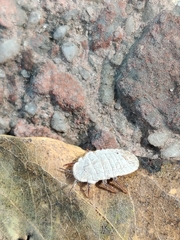 Coelostomidia