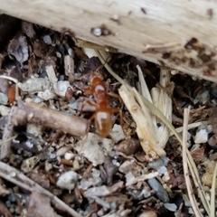 Lasius subumbratus