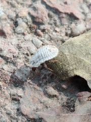 Coelostomidia
