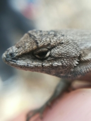 Sceloporus parvus