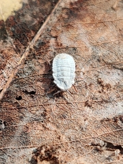 Coelostomidia