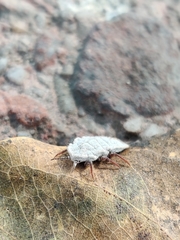 Coelostomidia