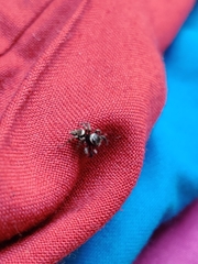 Hasarius adansoni
