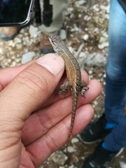 Sceloporus parvus