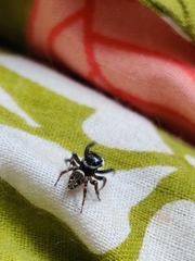 Hasarius adansoni