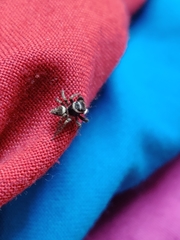 Hasarius adansoni