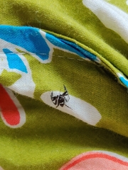 Hasarius adansoni