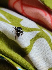 Hasarius adansoni