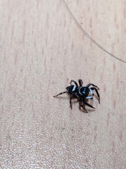 Araneae