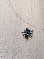 Araneae