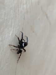 Araneae