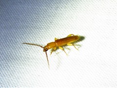 Smodicum cucujiforme