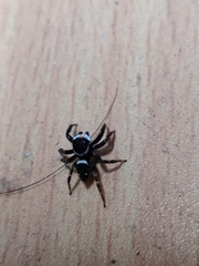 Araneae