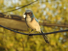 Aphelocoma californica