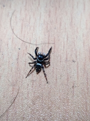 Araneae