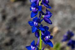 Delphinium uliginosum