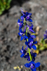 Delphinium uliginosum