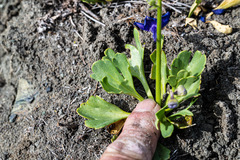 Delphinium uliginosum