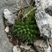 Wright's Stonecrop - Photo (c) Carlos G Velazco-Macias, some rights reserved (CC BY-NC), uploaded by Carlos G Velazco-Macias