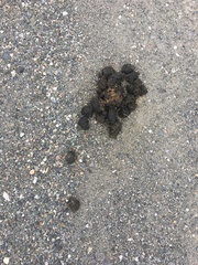 Ursus arctos horribilis