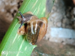 Stylommatophora