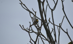 Setophaga coronata auduboni