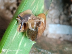 Stylommatophora