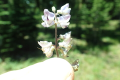 Lupinus caudatus caudatus