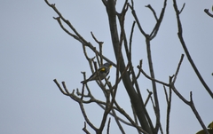 Setophaga coronata auduboni