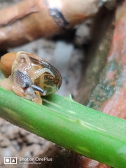 Stylommatophora