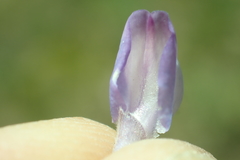 Lupinus caudatus caudatus