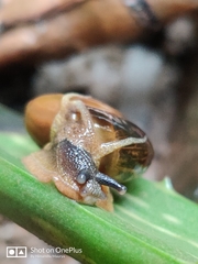Stylommatophora