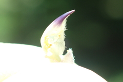 Lupinus caudatus caudatus