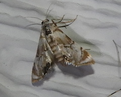 Eoparargyractis