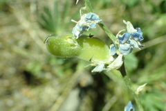 Lupinus caudatus caudatus
