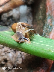 Stylommatophora