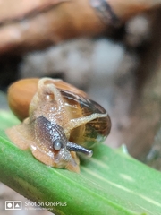 Stylommatophora
