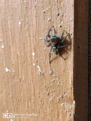 Araneae