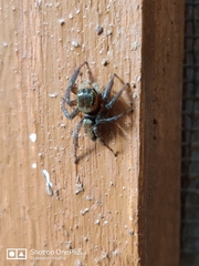 Araneae
