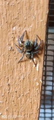 Araneae