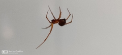 Araneae